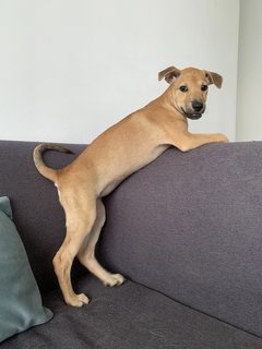 Roo - Mixed Breed Dog