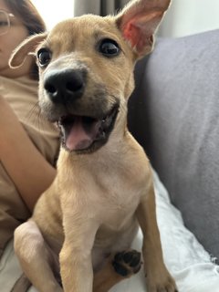 Roo - Mixed Breed Dog