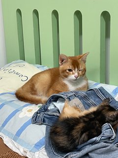 Caramel - Domestic Short Hair Cat