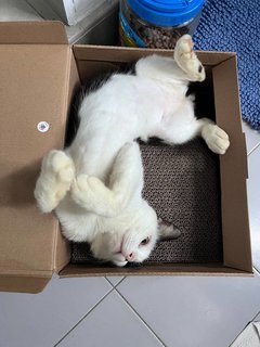 I've been given a bed and a big box to play with but my favourite is the shoebox