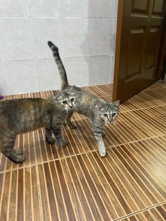 Lucy &amp; Milo - Domestic Short Hair + Domestic Medium Hair Cat