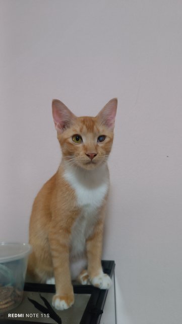 Junior (Oren Jr) - Domestic Short Hair Cat