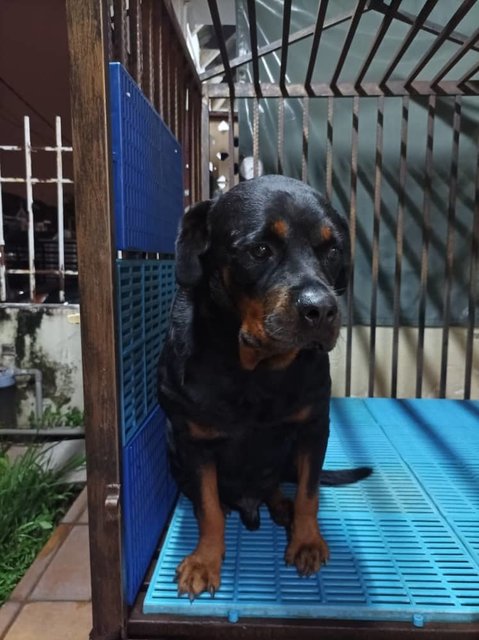 Rocky - Rottweiler Dog