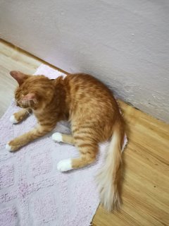 Orange - Domestic Medium Hair Cat