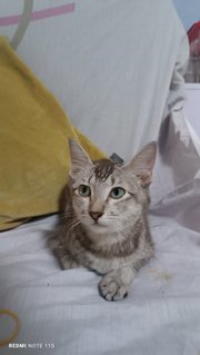 Ajiz - Domestic Short Hair Cat