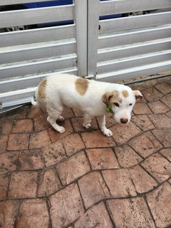 Little Puppy - Mixed Breed Dog