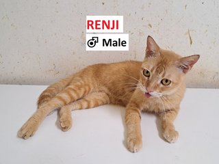 Renji - Domestic Short Hair Cat