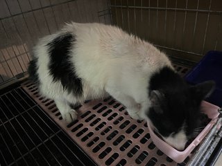 Bunny - Domestic Short Hair + Bobtail Cat