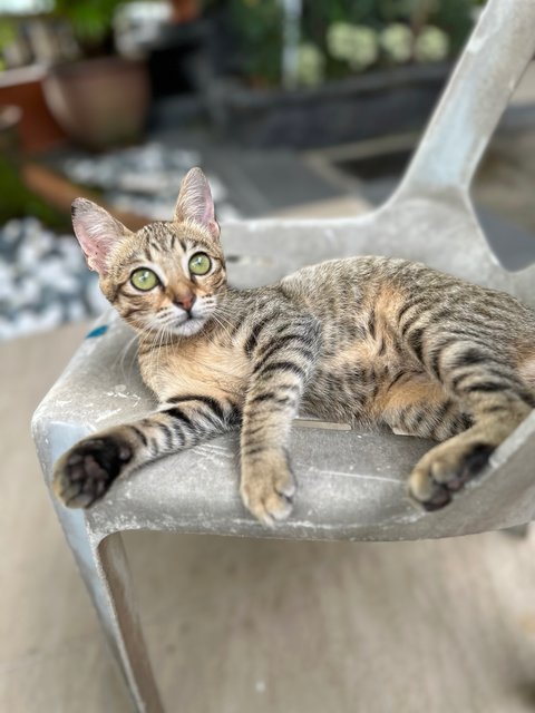 Alia - The Tabby Girl - Tabby + Domestic Short Hair Cat