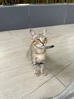 Alia - The Tabby Girl - Tabby + Domestic Short Hair Cat