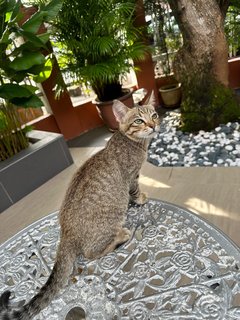 Alia - The Tabby Girl - Tabby + Domestic Short Hair Cat