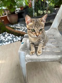 Alia - The Tabby Girl - Tabby + Domestic Short Hair Cat