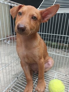 Midget - Mixed Breed Dog