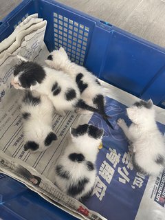 Cow Milk Kittens  - Domestic Short Hair Cat