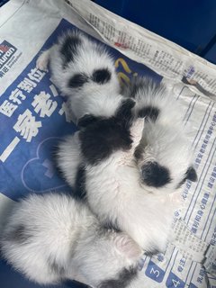 Cow Milk Kittens  - Domestic Short Hair Cat