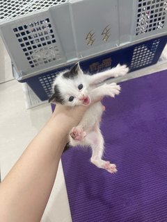 Cow Milk Kittens  - Domestic Short Hair Cat