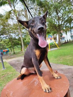 Kopi - Labrador Retriever Mix Dog