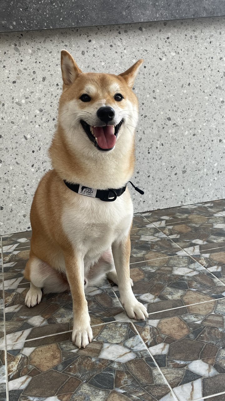 Yuzu - Shiba Inu Dog