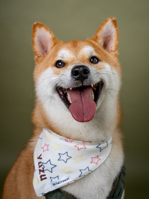 Yuzu - Shiba Inu Dog