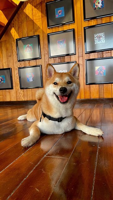 Yuzu - Shiba Inu Dog