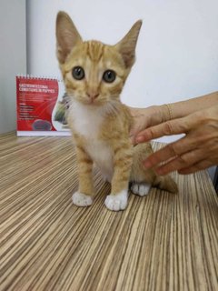 Tom &amp; Jerry - Domestic Short Hair Cat