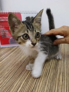 Tom &amp; Jerry - Domestic Short Hair Cat