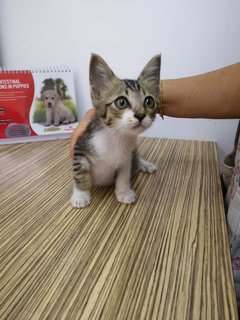 Tom &amp; Jerry - Domestic Short Hair Cat