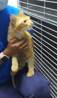 Garfield - Domestic Long Hair Cat