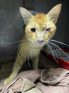 Garfield - Domestic Long Hair Cat