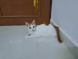 Tom Cat - Domestic Short Hair Cat