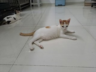 Tom Cat - Domestic Short Hair Cat