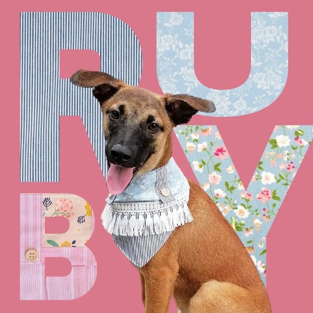 Ruby  - Mixed Breed Dog