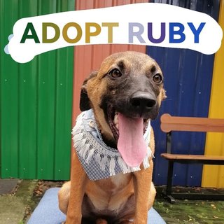 Ruby  - Mixed Breed Dog