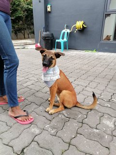 Ruby  - Mixed Breed Dog