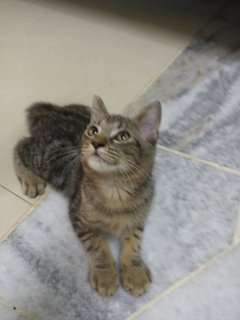 Junior - Domestic Short Hair Cat