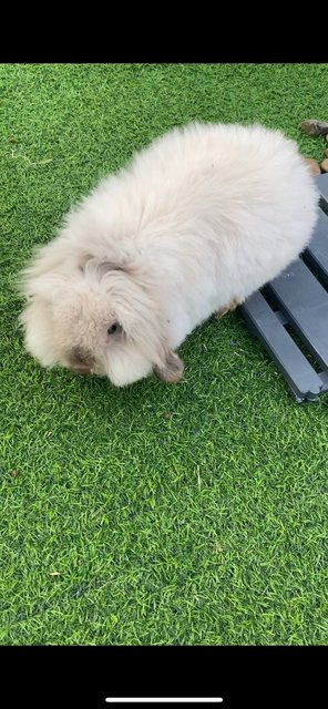 Fluffy And Abu - American Fuzzy Lop + Holland Lop Rabbit