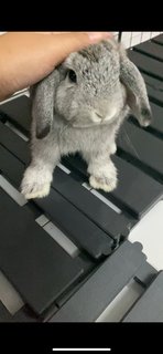 Fluffy And Abu - American Fuzzy Lop + Holland Lop Rabbit