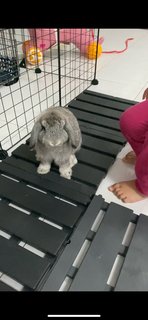 Fluffy And Abu - American Fuzzy Lop + Holland Lop Rabbit