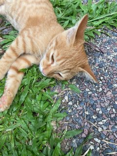 Marble - Domestic Short Hair Cat