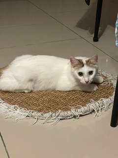 Angel 🤍 - Domestic Long Hair Cat