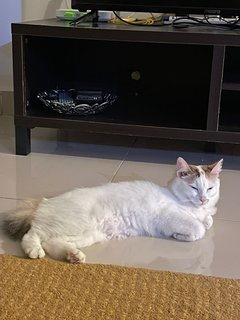 Angel 🤍 - Domestic Long Hair Cat