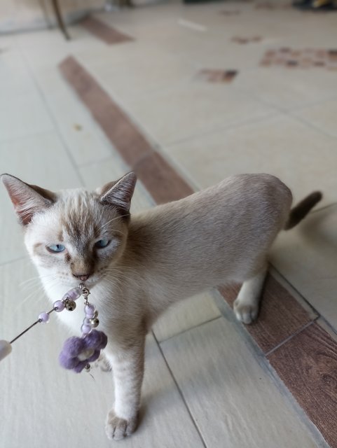 Tiny - Siamese + Domestic Short Hair Cat