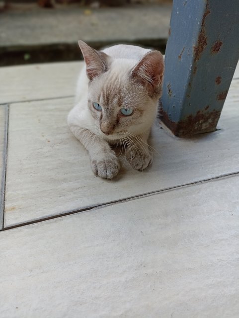 Tiny - Siamese + Domestic Short Hair Cat