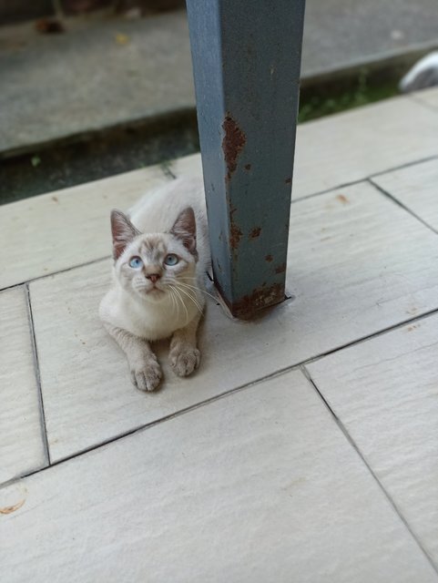 Tiny - Siamese + Domestic Short Hair Cat