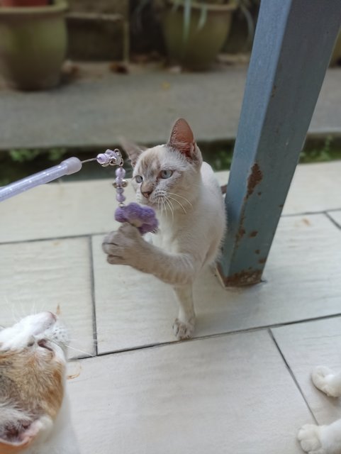 Tiny - Siamese + Domestic Short Hair Cat