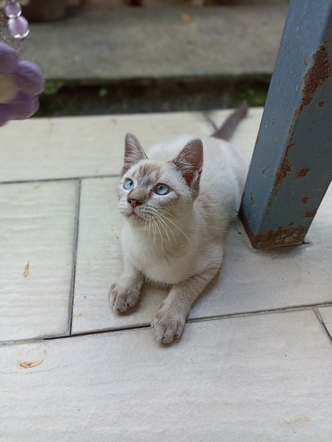 Tiny - Siamese + Domestic Short Hair Cat