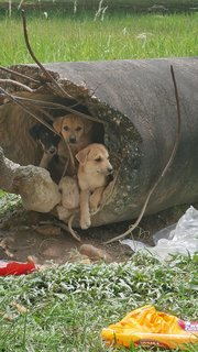 Monnjellies - Mixed Breed Dog