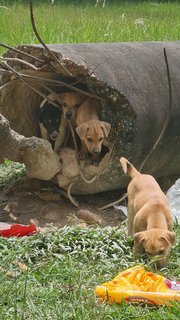 Monnjellies - Mixed Breed Dog