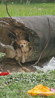 Monnjellies - Mixed Breed Dog