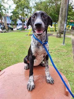 Momo - Dalmatian Mix Dog